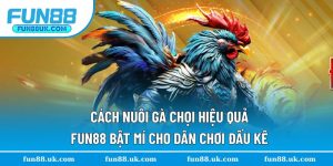 Cách Nuôi Gà Chọi Hiệu Quả Fun88 Bật Mí Cho Dân Chơi