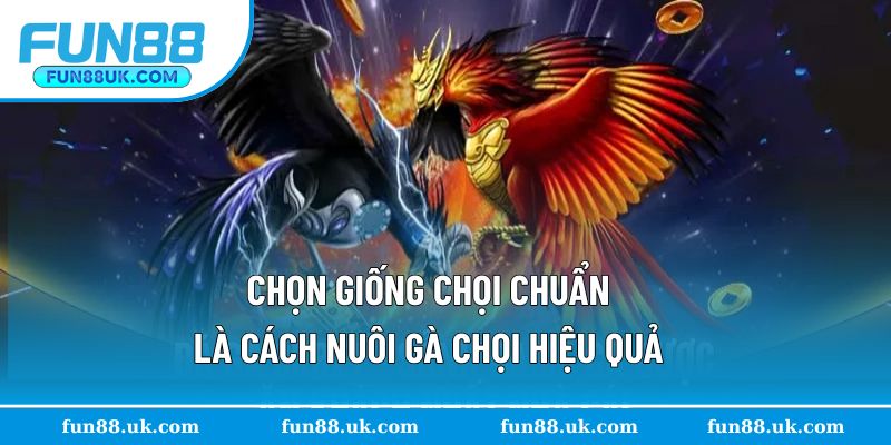 Cách nuôi gà chọi hiệu quả chọn giống chuẩn