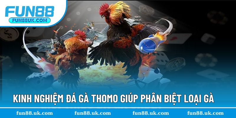 Khám phá cách chọn gà theo kinh nghiệm đá gà Thomo