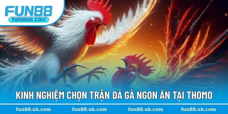 Tham khảo mẹo cược kê Thomo hiệu quả tại Fun88