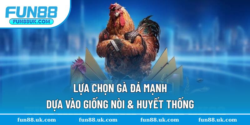 Khám phá lựa chọn gà đá mạnh từ giống nòi